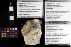 Foto (Objket + Etiketten) von Gastrosacus tuberosiformis 